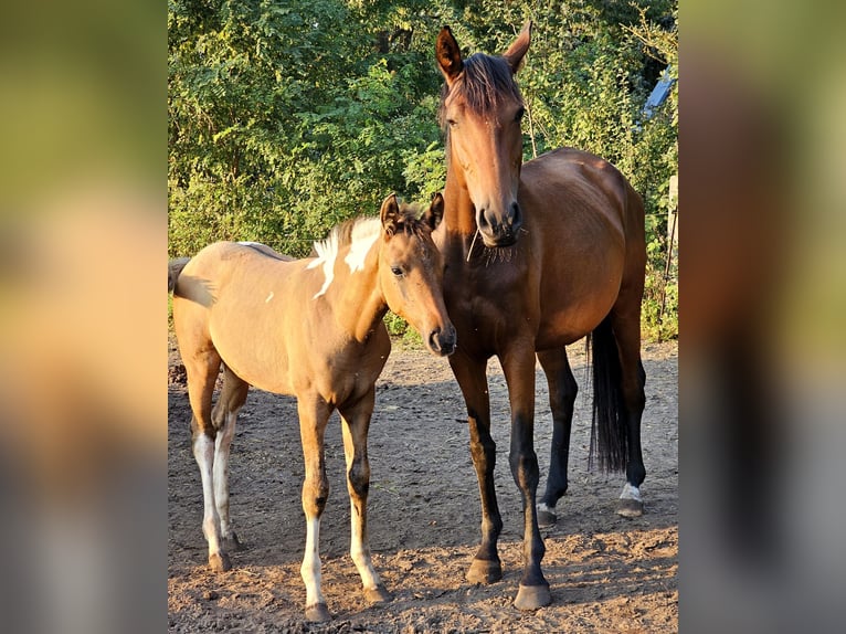 Paint Horse Mix Klacz Źrebak (06/2024) 158 cm in Gersdorf