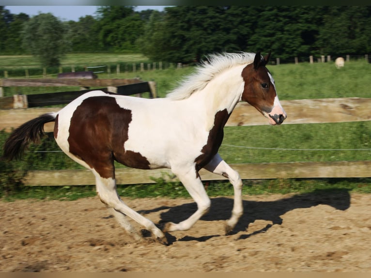 Paint Horse Klacz Źrebak (01/2024) 161 cm Tobiano wszelkich maści in Münster