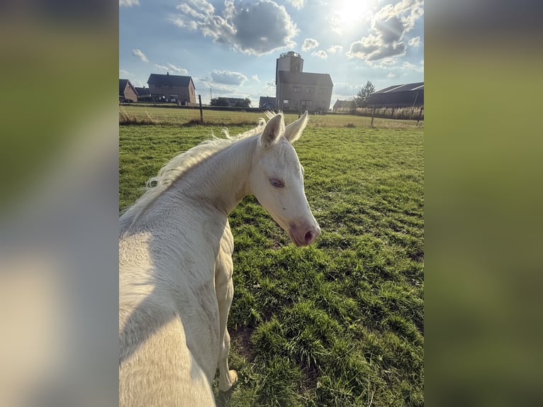 Paint Horse Klacz Źrebak (06/2025) Szampańska in Aachen