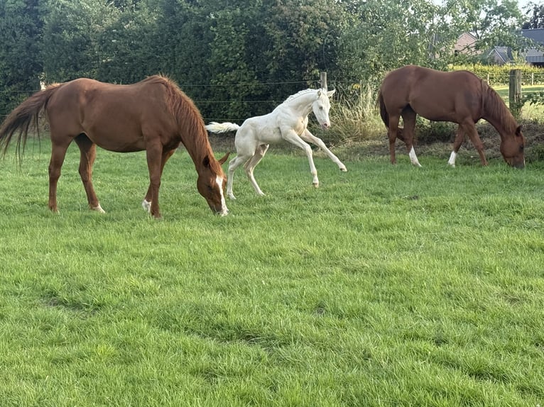 Paint Horse Klacz Źrebak (06/2025) Szampańska in Aachen