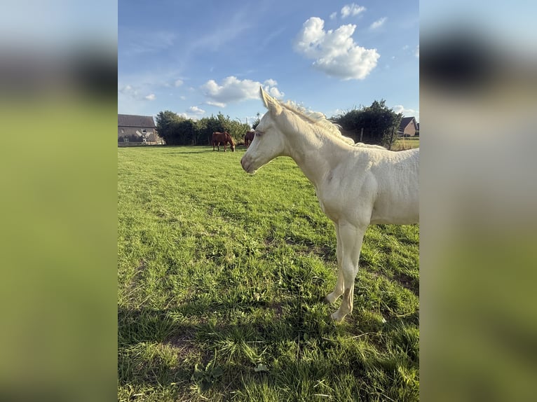 Paint Horse Klacz Źrebak (06/2025) Szampańska in Aachen