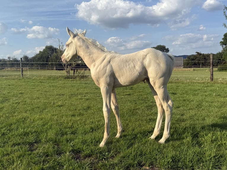 Paint Horse Klacz Źrebak (06/2025) Szampańska in Aachen