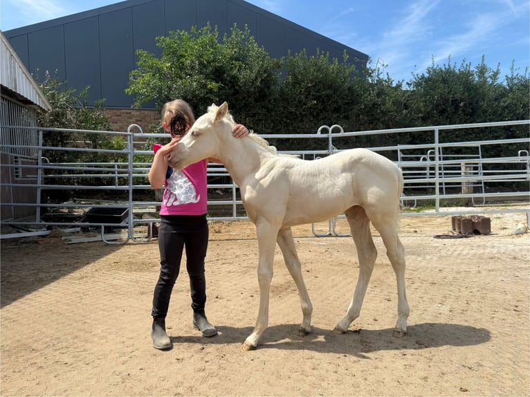 Paint Horse Klacz Źrebak (06/2025) Szampańska in Aachen