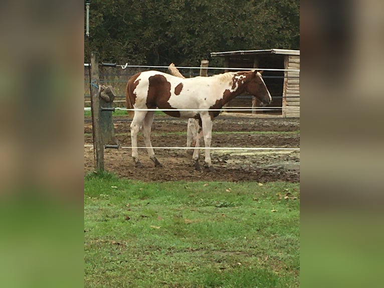 Paint Horse Klacz Źrebak (04/2024) Tobiano wszelkich maści in Incisa Scapaccino