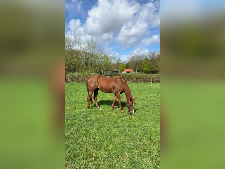 Paint Horse Mix Mare 10 years 14,1 hh Chestnut-Red in Heukelom