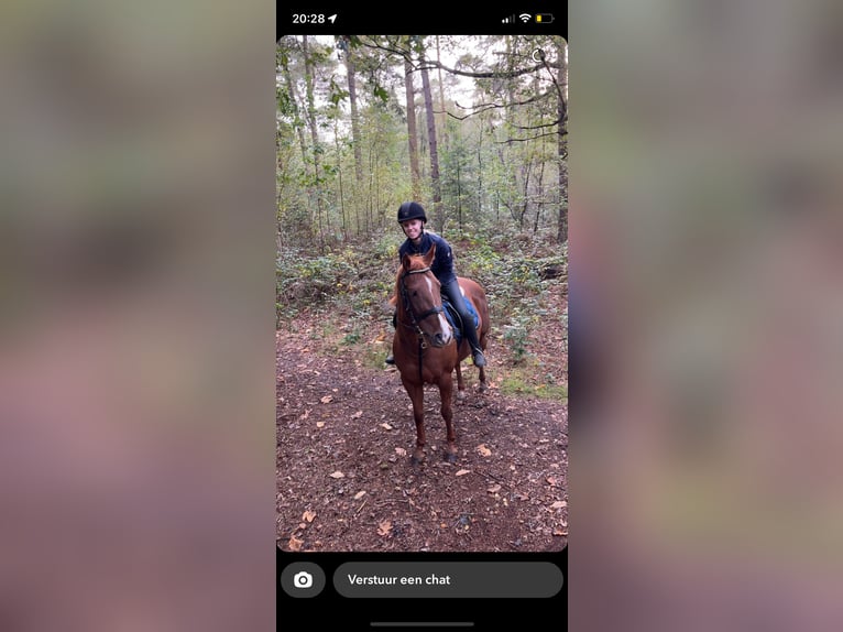 Paint Horse Mare 10 years 14,1 hh Chestnut-Red in Escharen
