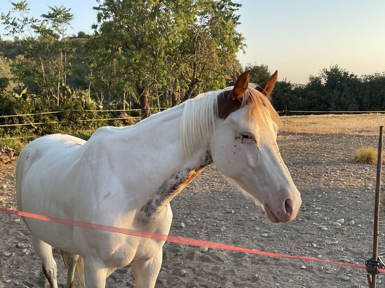 Paint Horse Mare 10 years 15,2 hh Overo-all-colors in Chiaramonte Gulfi