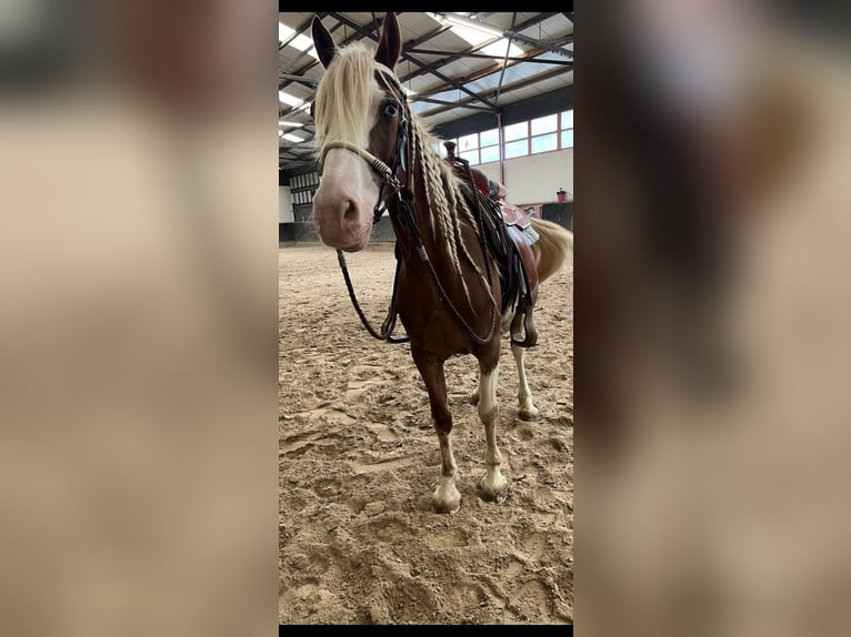 Paint Horse Mix Mare 10 years 15,2 hh Pinto in Wittlich