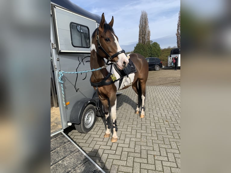 Paint Horse Mare 10 years 15,2 hh Tobiano-all-colors in Elsdorf