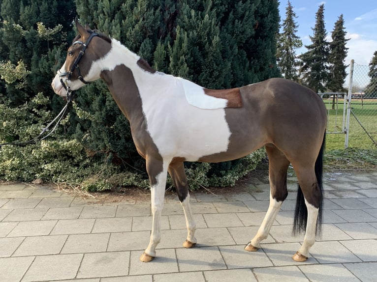 Paint Horse Mare 10 years 15,2 hh Tobiano-all-colors in Elsdorf