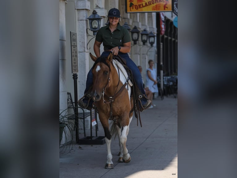 Paint Horse Mare 10 years 15 hh Dun in Granbury TX