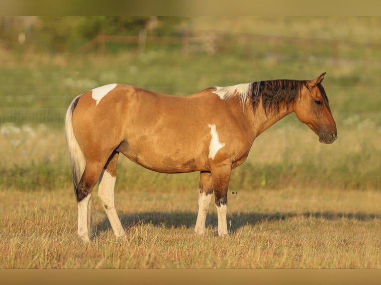 Paint Horse Mare 10 years 15 hh Dun in Granbury TX