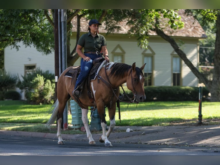 Paint Horse Mare 10 years 15 hh Dun in Granbury TX