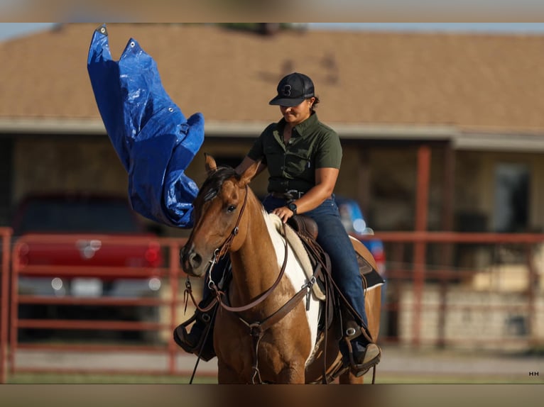 Paint Horse Mare 10 years 15 hh Dun in Granbury TX