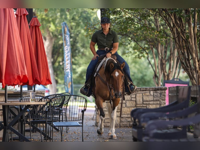 Paint Horse Mare 10 years 15 hh Dun in Granbury TX