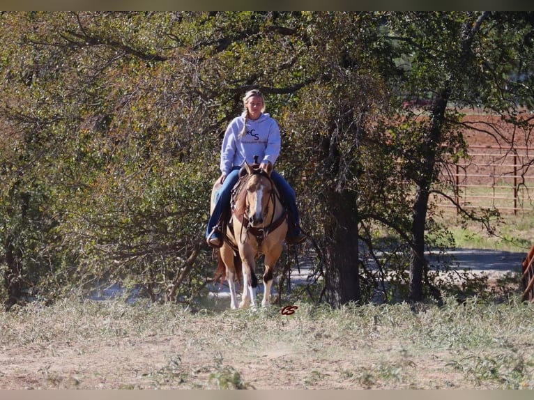 Paint Horse Mare 10 years 15 hh Grullo in Graham