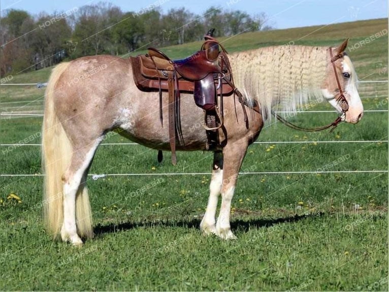 Paint Horse Mare 10 years 15 hh Roan-Red in Clarion