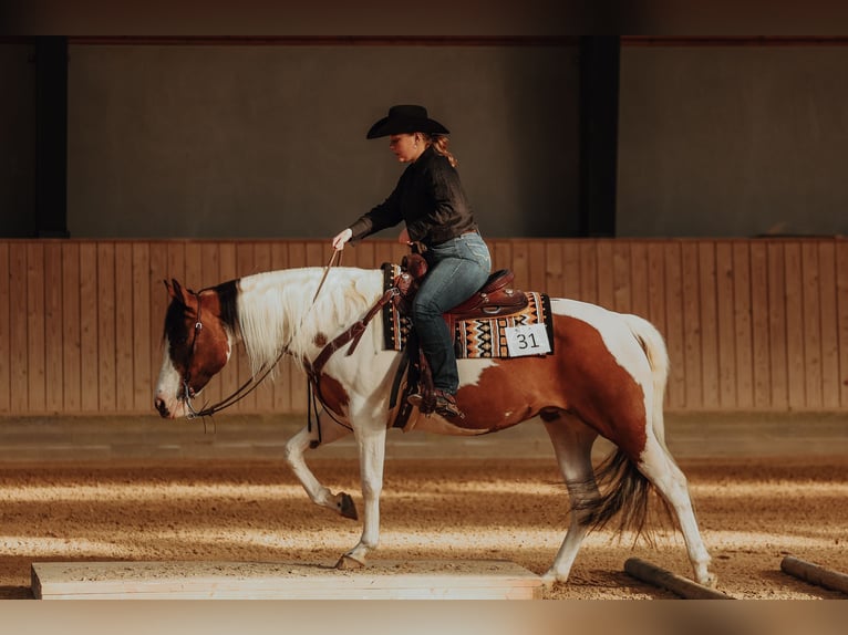 Paint Horse Mare 10 years 15 hh Tovero-all-colors in Gudbjerg