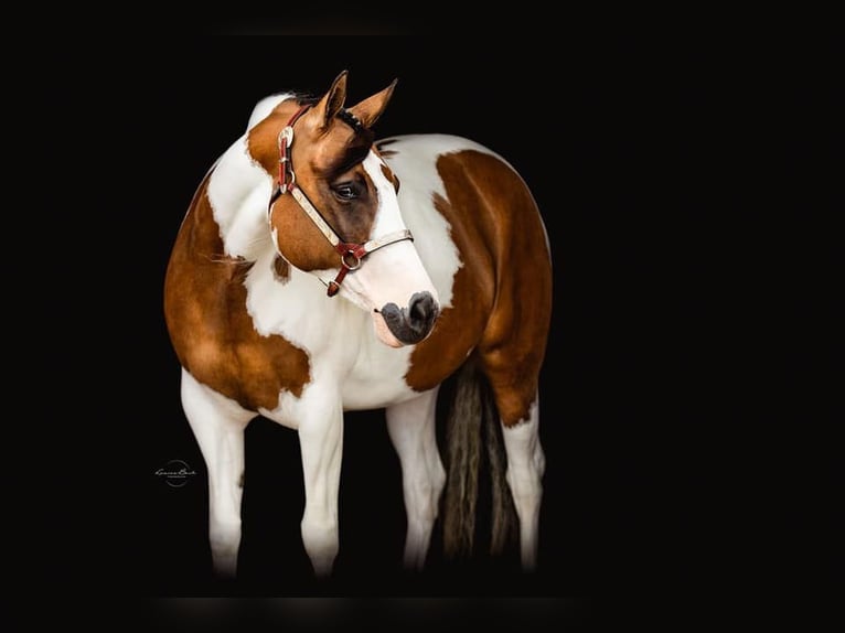 Paint Horse Mare 10 years 15 hh Tovero-all-colors in Gudbjerg