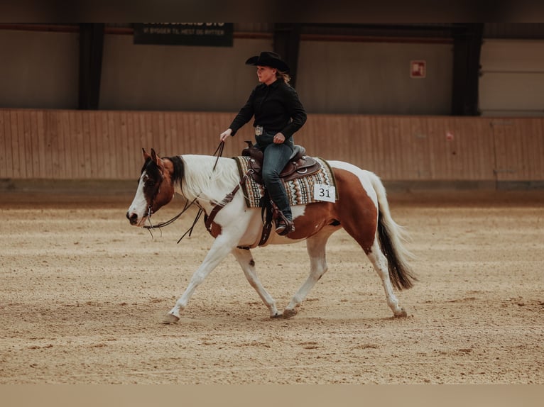 Paint Horse Mare 10 years 15 hh Tovero-all-colors in Gudbjerg