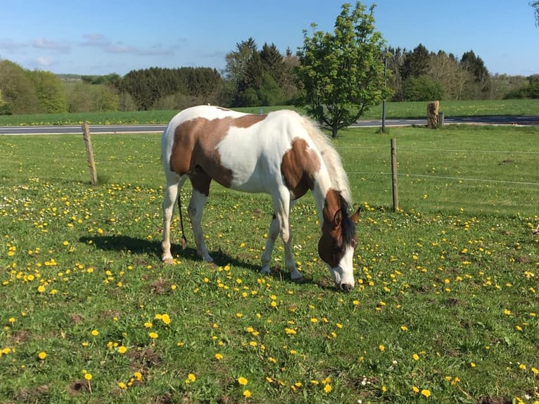 Paint Horse Mare 10 years 15 hh Tovero-all-colors in Gudbjerg