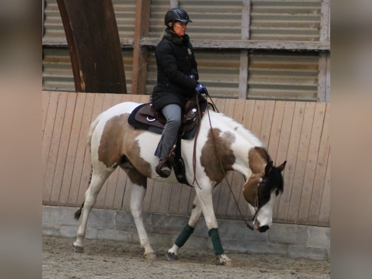 Paint Horse Mare 10 years 15 hh Tovero-all-colors in Gudbjerg
