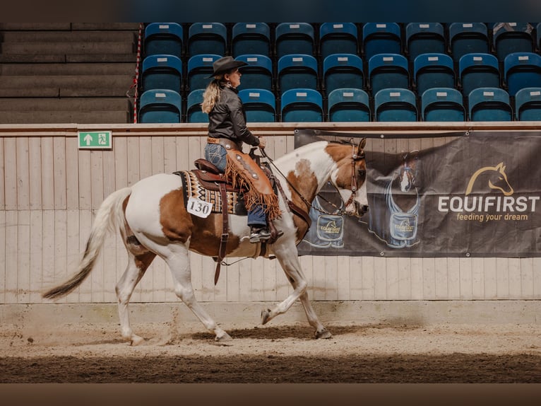 Paint Horse Mare 10 years 15 hh Tovero-all-colors in Gudbjerg