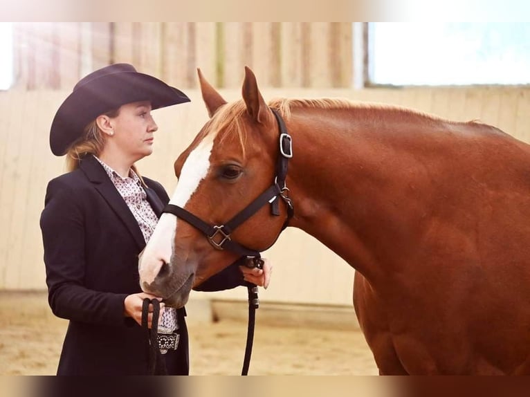 Paint Horse Mare 10 years 15,1 hh Chestnut-Red in AURACH AM HONGAR