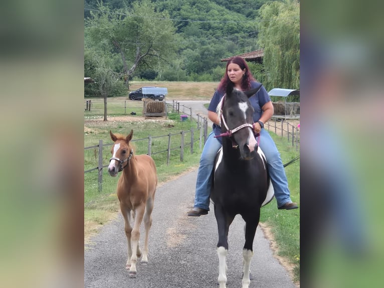 Paint Horse Mare 10 years 15,1 hh Smoky-Black in Thodure