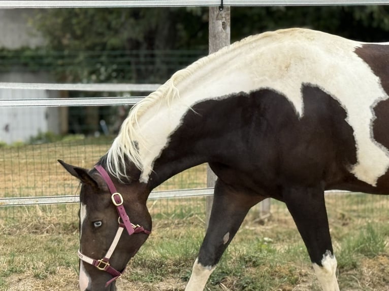 Paint Horse Mare 10 years 15,1 hh Smoky-Black in Thodure