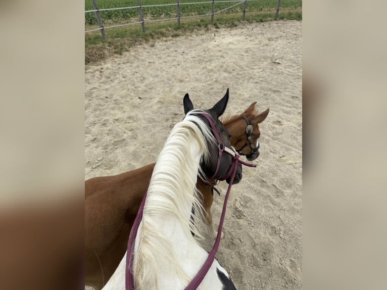 Paint Horse Mare 10 years 15,1 hh Smoky-Black in Thodure