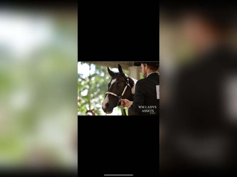 Paint Horse Mare 10 years 15,1 hh Smoky-Black in Thodure
