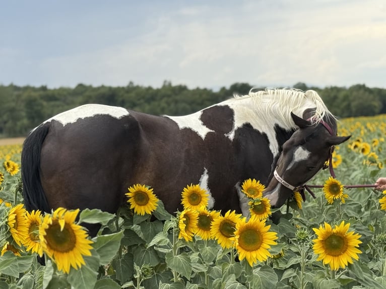 Paint Horse Mare 10 years 15,1 hh Smoky-Black in Thodure
