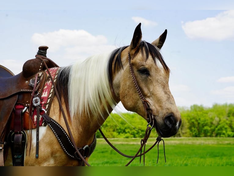 Paint Horse Mare 10 years Buckskin in Valley Springs, SD