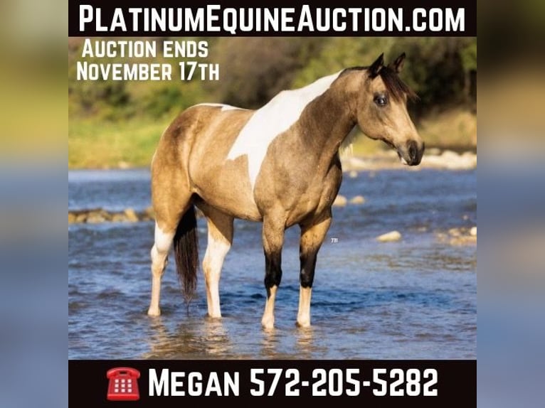 Paint Horse Mare 10 years Tobiano-all-colors in Guthrie OK