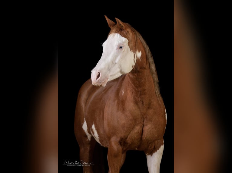 Paint Horse Mare 11 years 14,1 hh Overo-all-colors in Isterberg