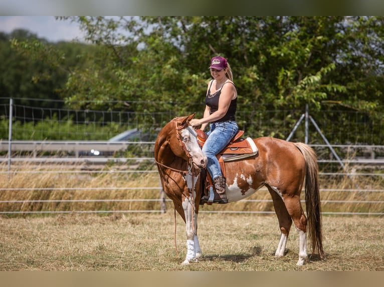 Paint Horse Mare 11 years 14,1 hh Overo-all-colors in Isterberg