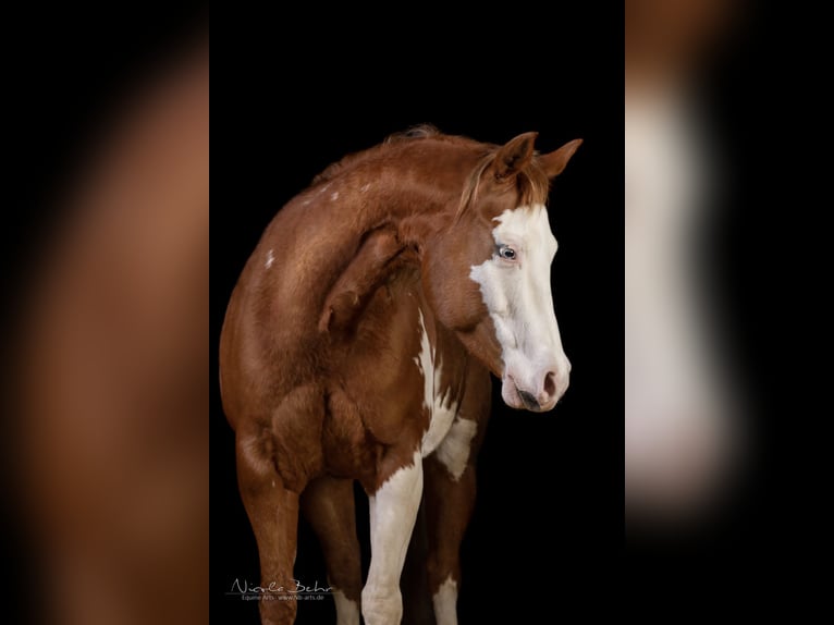 Paint Horse Mare 11 years 14,1 hh Overo-all-colors in Isterberg