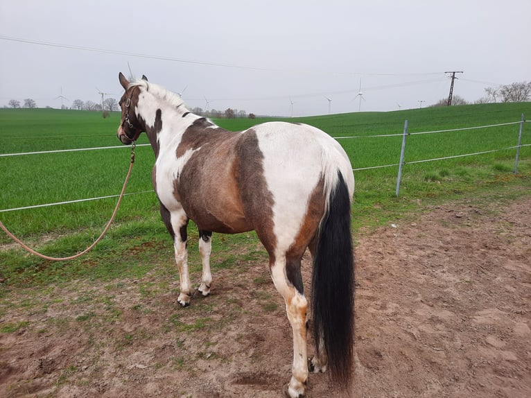Paint Horse Mare 11 years 14,2 hh Buckskin in Marlow