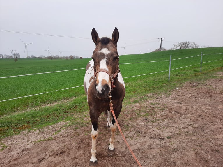 Paint Horse Mare 11 years 14,2 hh Buckskin in Marlow
