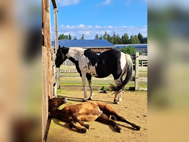 Paint Horse Mare 11 years 14,2 hh Tobiano-all-colors in Elterlein