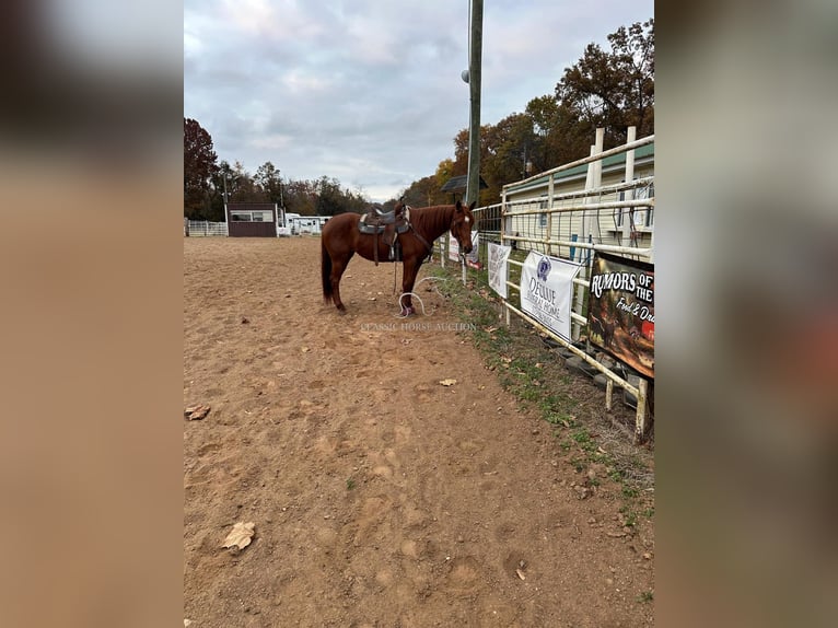 Paint Horse Mare 11 years 14 hh Sorrel in Potosi, MO