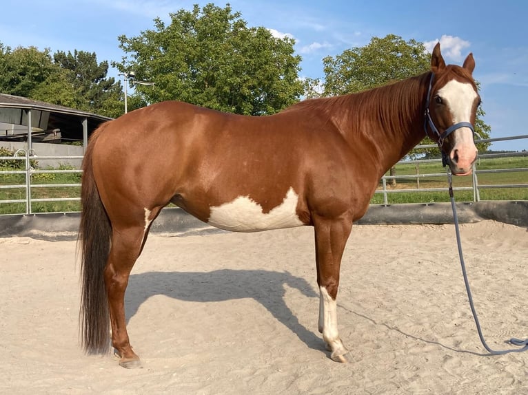 Paint Horse Mare 11 years 14,2 hh Chestnut-Red in Bretten