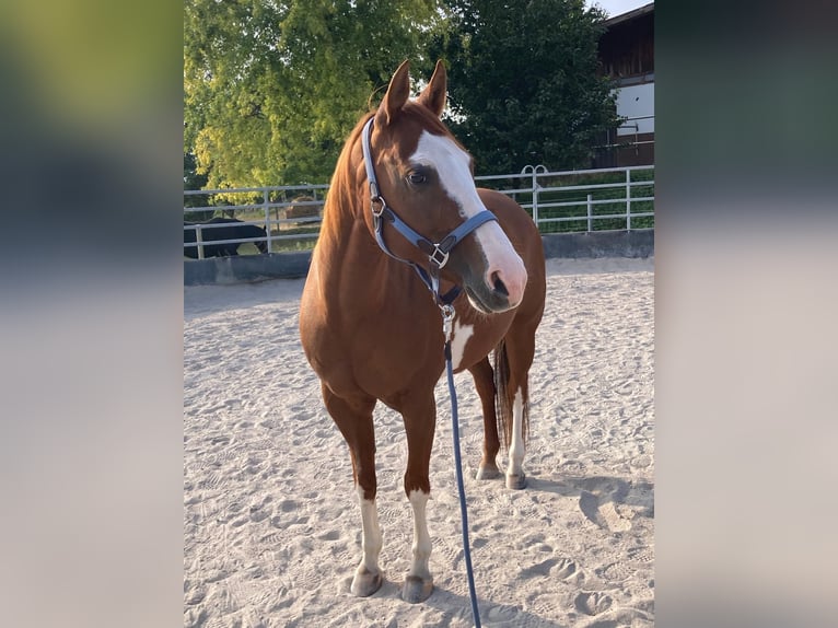 Paint Horse Mare 11 years 14,2 hh Chestnut-Red in Bretten