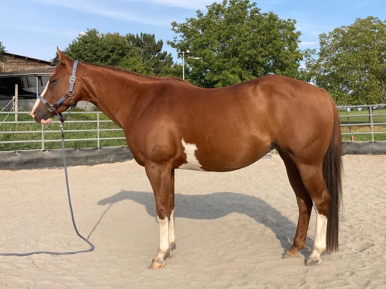 Paint Horse Mare 11 years 14,2 hh Chestnut-Red in Bretten