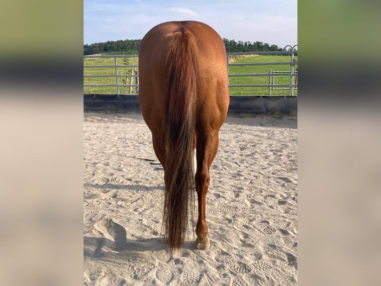 Paint Horse Mare 11 years 14,2 hh Chestnut-Red in Bretten