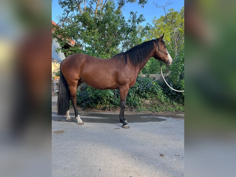 Paint Horse Mare 11 years 14,3 hh Brown in Riedlingen