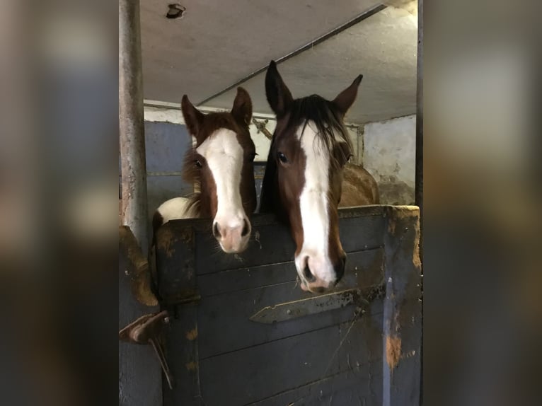 Paint Horse Mare 11 years 14,3 hh Brown in Riedlingen