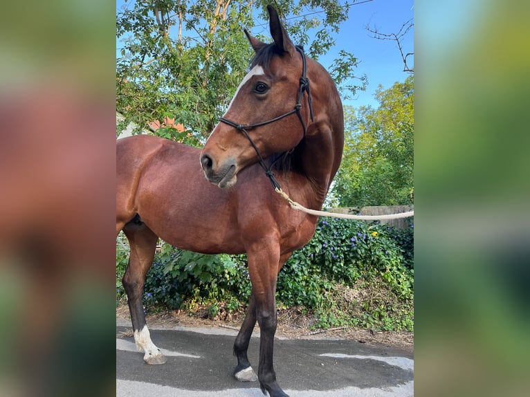 Paint Horse Mare 11 years 14,3 hh Brown in Riedlingen