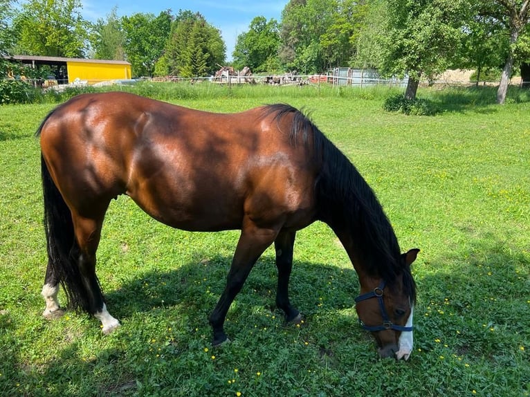 Paint Horse Mare 11 years 14,3 hh Brown in Riedlingen